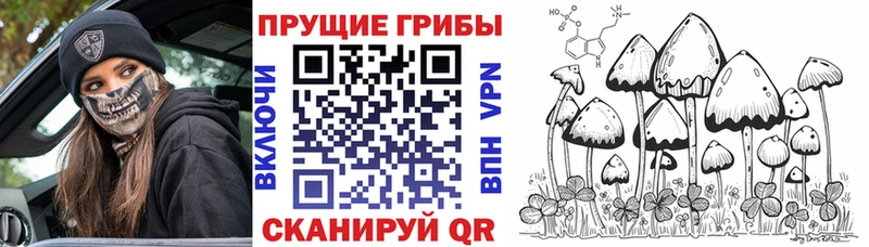 Галлюциногенные грибы Psilocybe  продажа наркотиков  Кириши 
